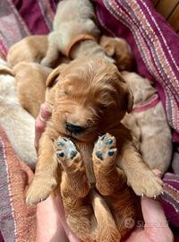 Cuccioli Golden Retriever con Pedigree ENCI