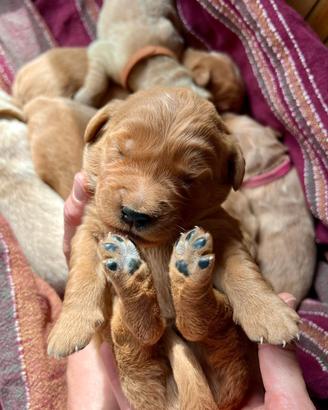 Cuccioli Golden Retriever con Pedigree ENCI