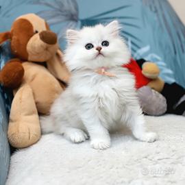 Gattina scottish straight Longhair British