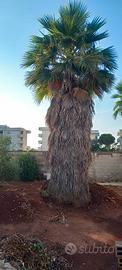 Palma Washington 