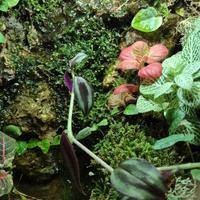 Terrario / Paludario bioattivo in anfora