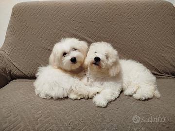 bichon maltese 