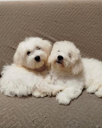 bichon maltese 