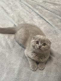 Scottish Fold un maschio
