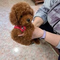 Barboncino toy red cucciolo