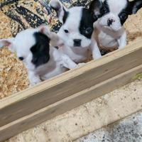 Bulldog francesi 2 mesi