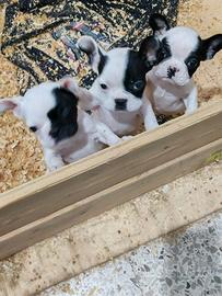 Bulldog francesi 2 mesi