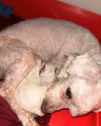 Cuccioli maltesi