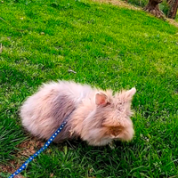 Conigli nani testa di leone