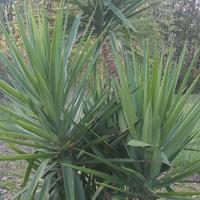 pianta Yucca 