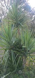 pianta Yucca 