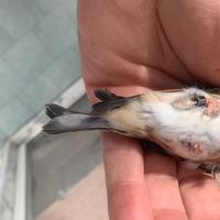 Ibrida di canarina con cardellino