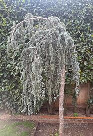 Cedro blu atlantico Glauca Pendulo