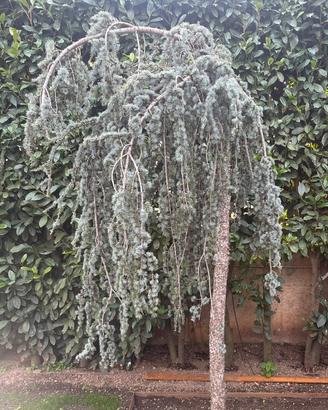 Cedro blu atlantico Glauca Pendulo