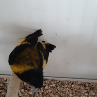 Lucherini petto nero