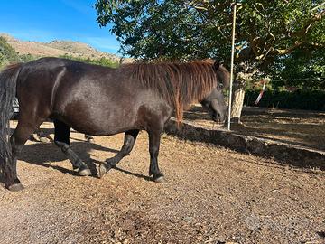 Pony