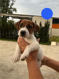 Jack Russell terrier