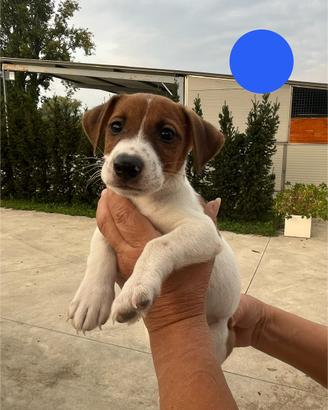 Jack Russell terrier