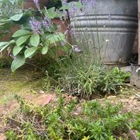 fiori perenni per aiuola in giardino