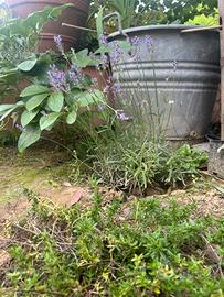 fiori perenni per aiuola in giardino
