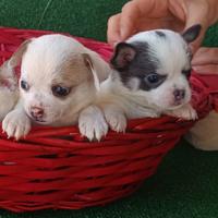 Cuccioli di chihuahua Toy