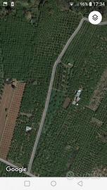 Corchiano - Aliano - Santa Bruna - Vignanello