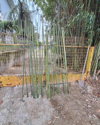 canne di bambù