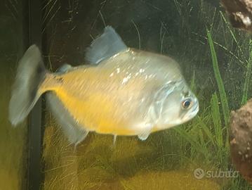 Serrasalmus Geryi 
