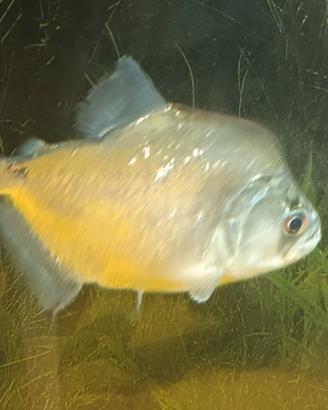Serrasalmus Geryi 