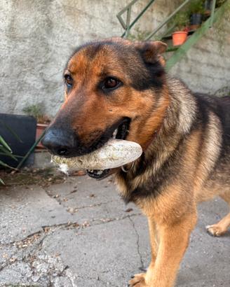 Ricky - pastore tedesco 3 anni