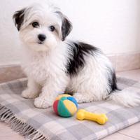 Bichon havanese