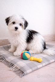 Bichon havanese