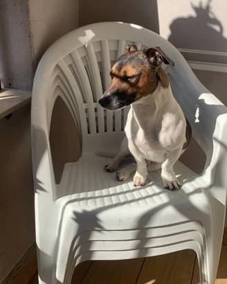 Jack Russell