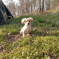 Cucciolo di piccola taglia