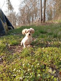 Cucciolo di piccola taglia