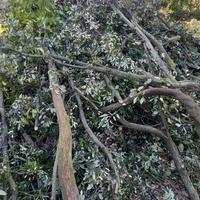 Legna post potatura leccio 