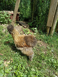 Galline morositas