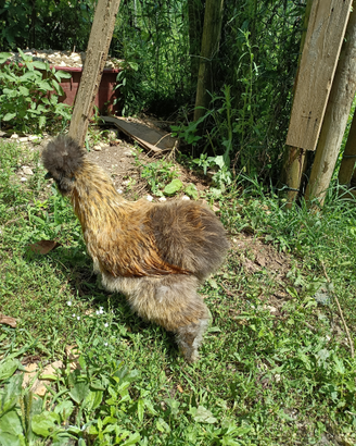 Galline morositas