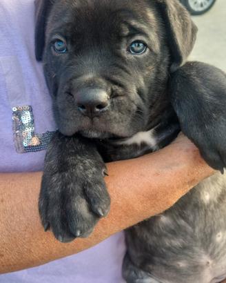 Cane corso