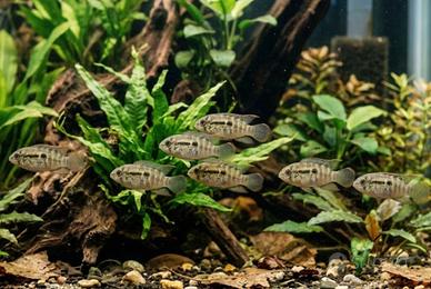 ciclide nano pacifico laetacara curviceps
