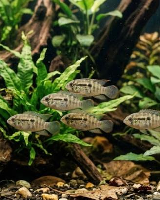 ciclide nano pacifico laetacara curviceps