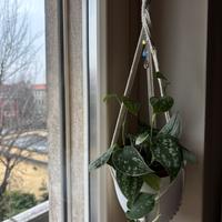 Portavaso appeso in macramè fatto a mano