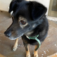 Cagnolino affettuoso e simpatico