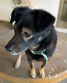 Cagnolino affettuoso e simpatico