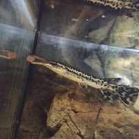 ATRACTOSTEUS SPATULA in pesce coccodrillo 30/35 cm