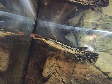 ATRACTOSTEUS SPATULA in pesce coccodrillo 30/35 cm
