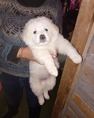 Cuccioli di pastore maremmano abruzzese