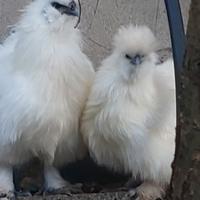 Animali gallime ornamentali