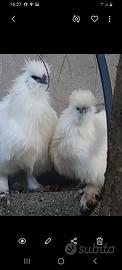 Animali gallime ornamentali
