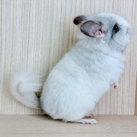 Cincillà cucciolo Angora White Black Pearl